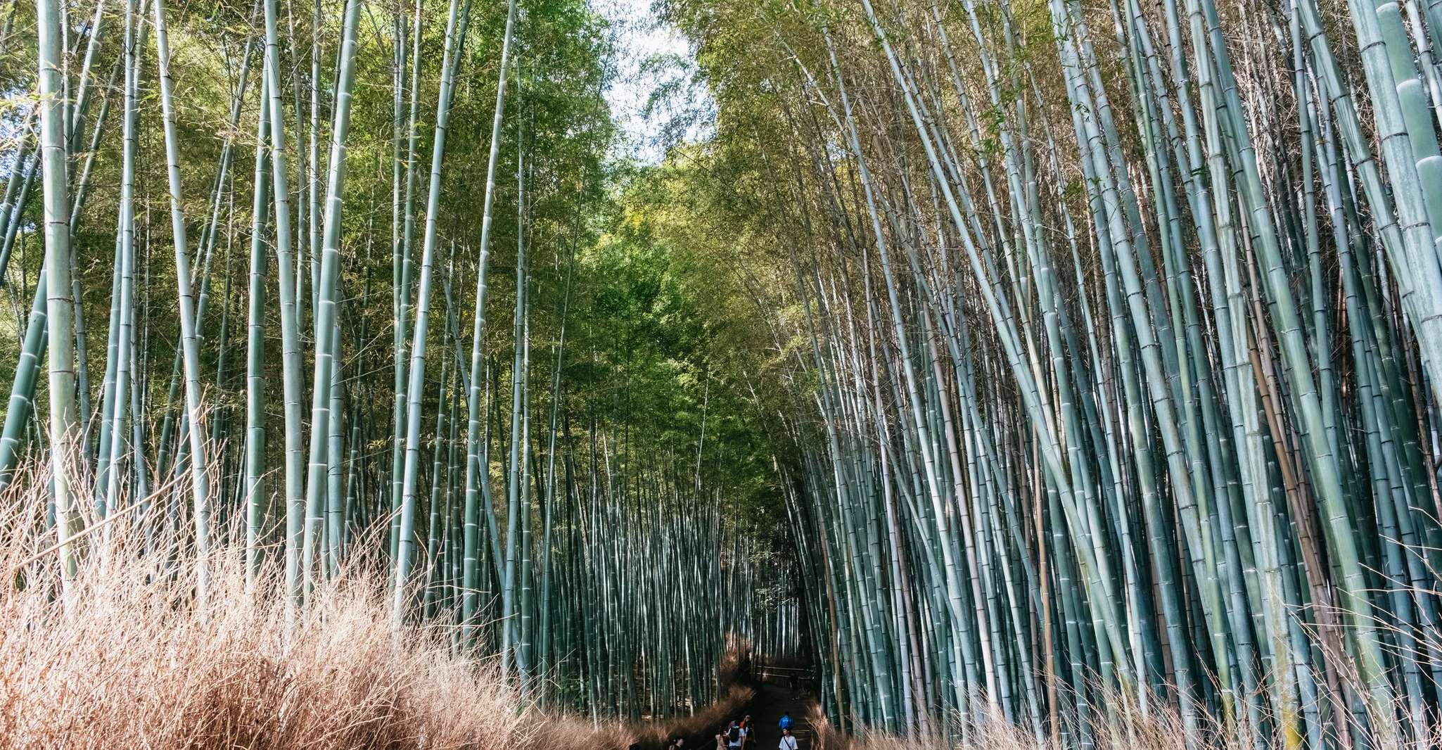 Kyoto: Nijo Castle, Kiyomizu & Fushimi Inari Guided Tour photo 4