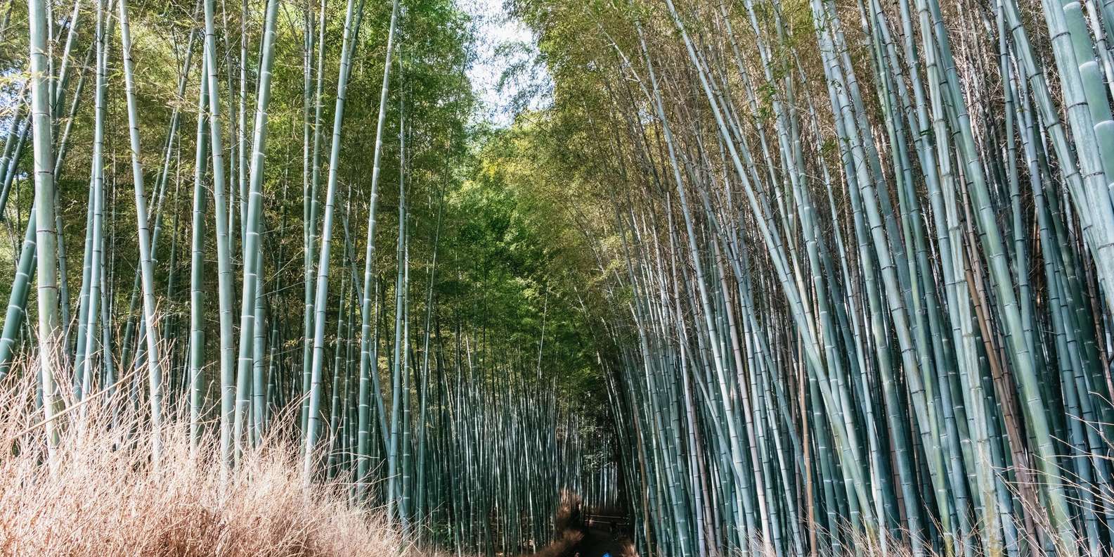Kyoto: Nijo Castle, Kiyomizu & Fushimi Inari Guided Tour