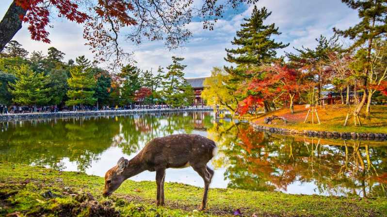 One Day Private Customized Self-Guided Tour in Nara