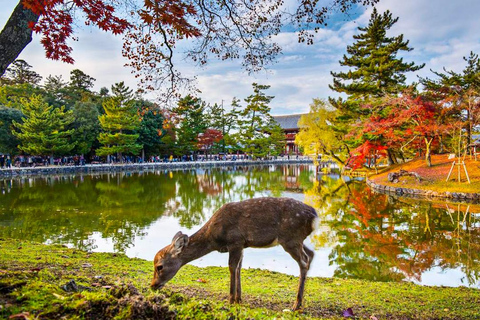 One Day Private Customized Self-Guided Tour in Nara