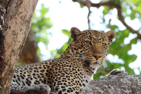 Arusha: 3-Day Serengeti & Ngorongoro - Group/Private safari 3-Day Serengeti & Ngorongoro - Private Camping safari