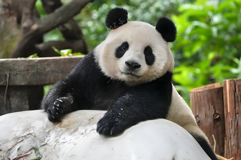 Guangzhou: Chimelong Wildlife Park Ticket