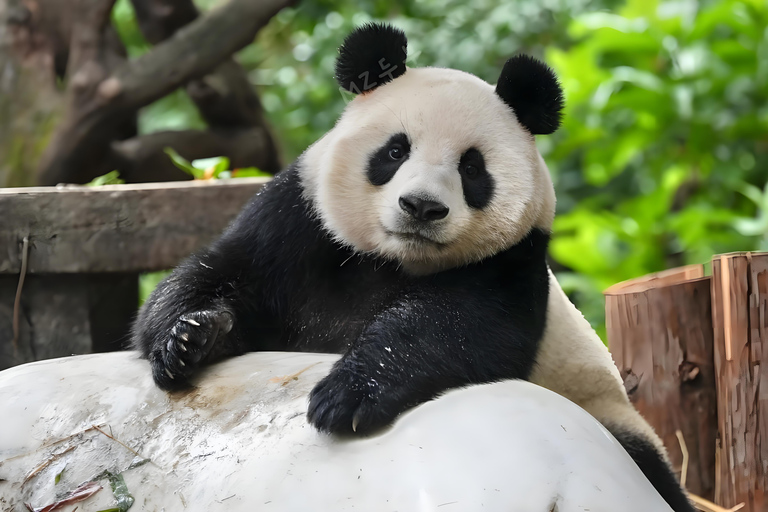 Guangzhou: Chimelong Wildlife Park Ticket