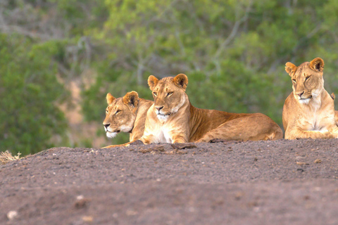 Aberdare National Park Day Excursion From Nairobi Aberdares National Park Day tour From Nairobi