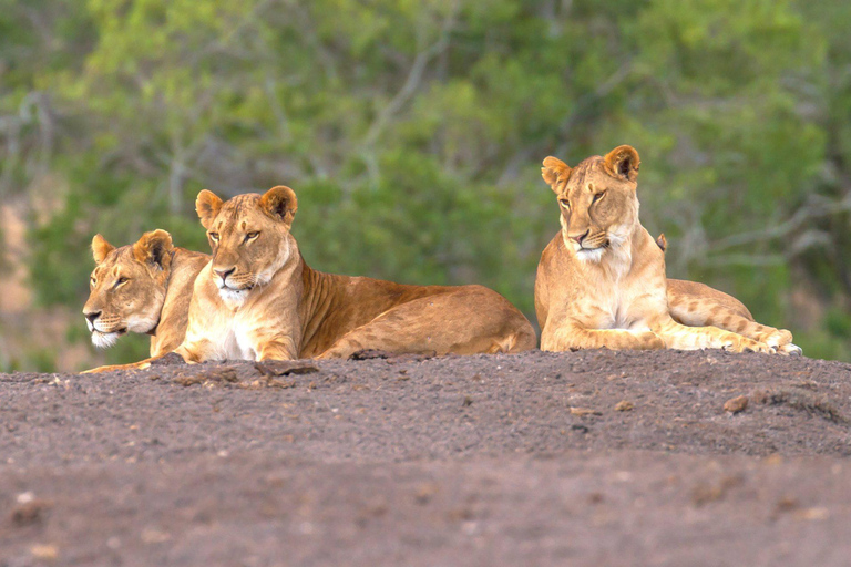 Aberdare National Park Day Excursion From Nairobi Aberdares National Park Day tour From Nairobi