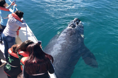 Valdes Peninsula: Full Day with Whale Watching Full Day Peninsula Valdes with Whale Watching