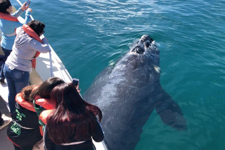 Valdes Peninsula: Full Day with Whale Watching Full Day Peninsula Valdes with Whale Watching