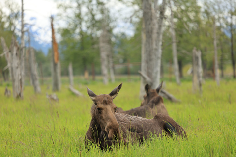 Seward to Anchorage Scenic Tour with Airport drop-off