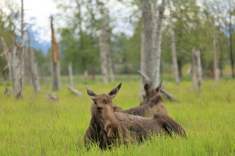 Seward to Anchorage Scenic Tour with Airport drop-off