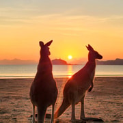 Sunrise with the Kangaroos & Wallabies - Airlie Beach