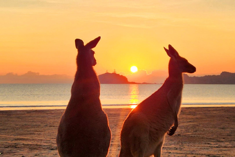 Lever de soleil avec les Kangourous et les Wallabies - Airlie Beach