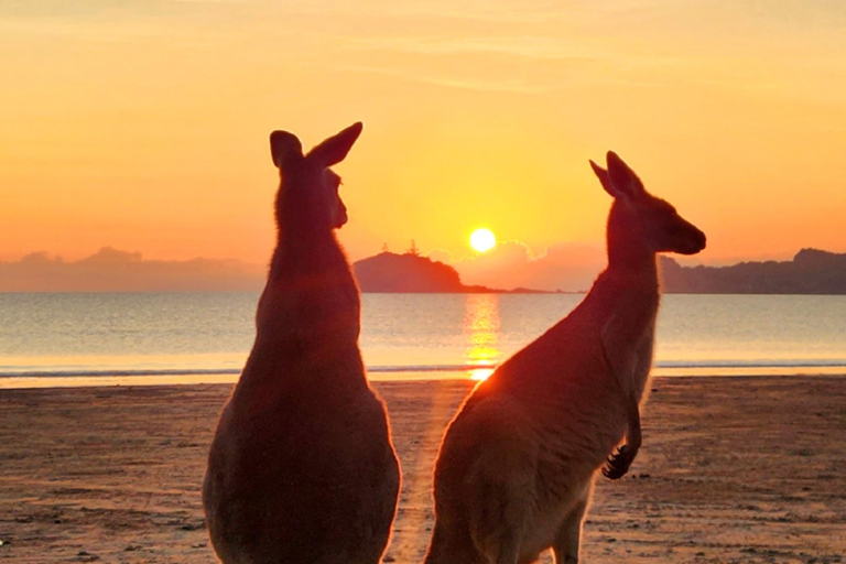 Lever de soleil avec les Kangourous et les Wallabies - Airlie Beach