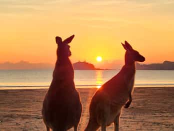 Sunrise with the Kangaroos & Wallabies - Airlie Beach