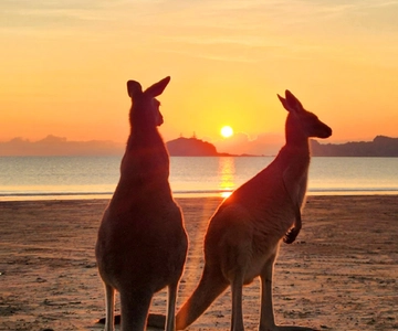 Nascer do sol com os cangurus e os wallabies - Airlie Beach