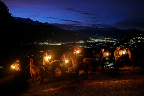 Triesenberg: Excursão a pé com Llamas e Raclette de Queijo