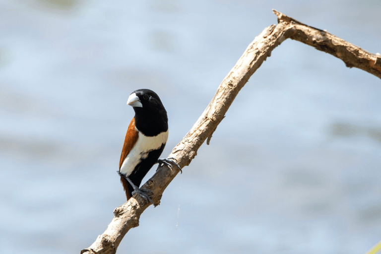 Anuradhapura: Wilpattu Safari, Kalu Diya Pokuna & Mihintale Stranded Budget Package