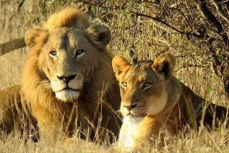 from Zanzibar: 3-Days Mikumi national park Safari with Train