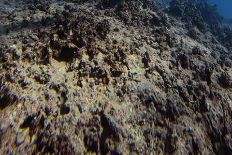 Waikiki : Visite en petit groupe du Turtle Canyon avec masque et tuba