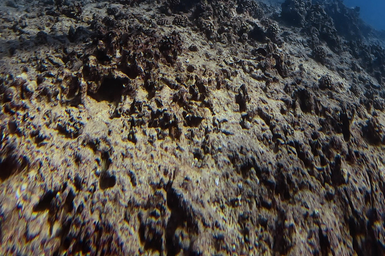 Waikiki : Visite en petit groupe du Turtle Canyon avec masque et tuba