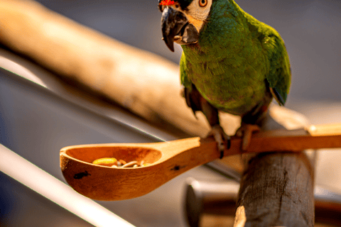 شلالات إجواسو الجانب البرازيلي، وحديقة الطيور وجولة بطائرة هليكوبترمن فوز دو إيغواسو