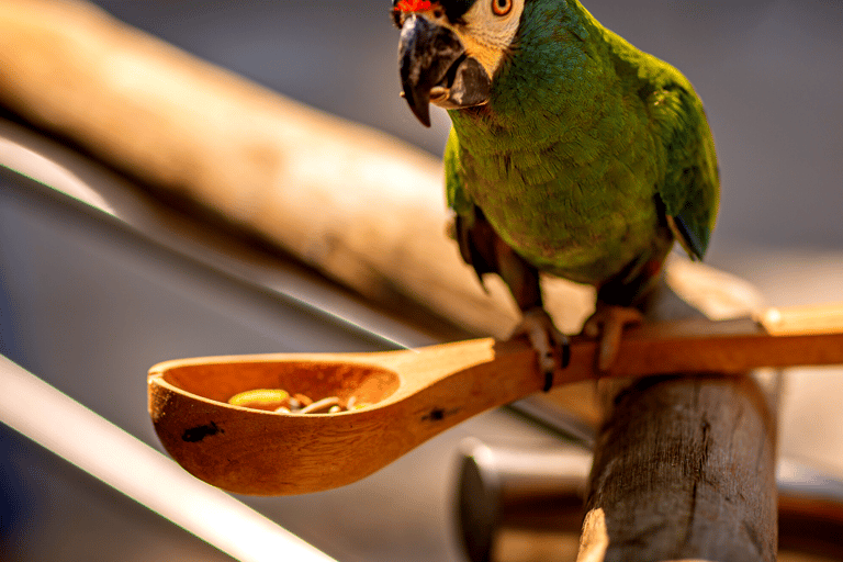 شلالات إجواسو الجانب البرازيلي، وحديقة الطيور وجولة بطائرة هليكوبترمن فوز دو إيغواسو
