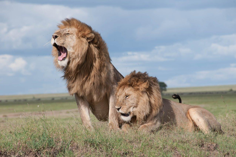 Zanzibar: 3-Day Mikumi National Park Safari with Free Pickup