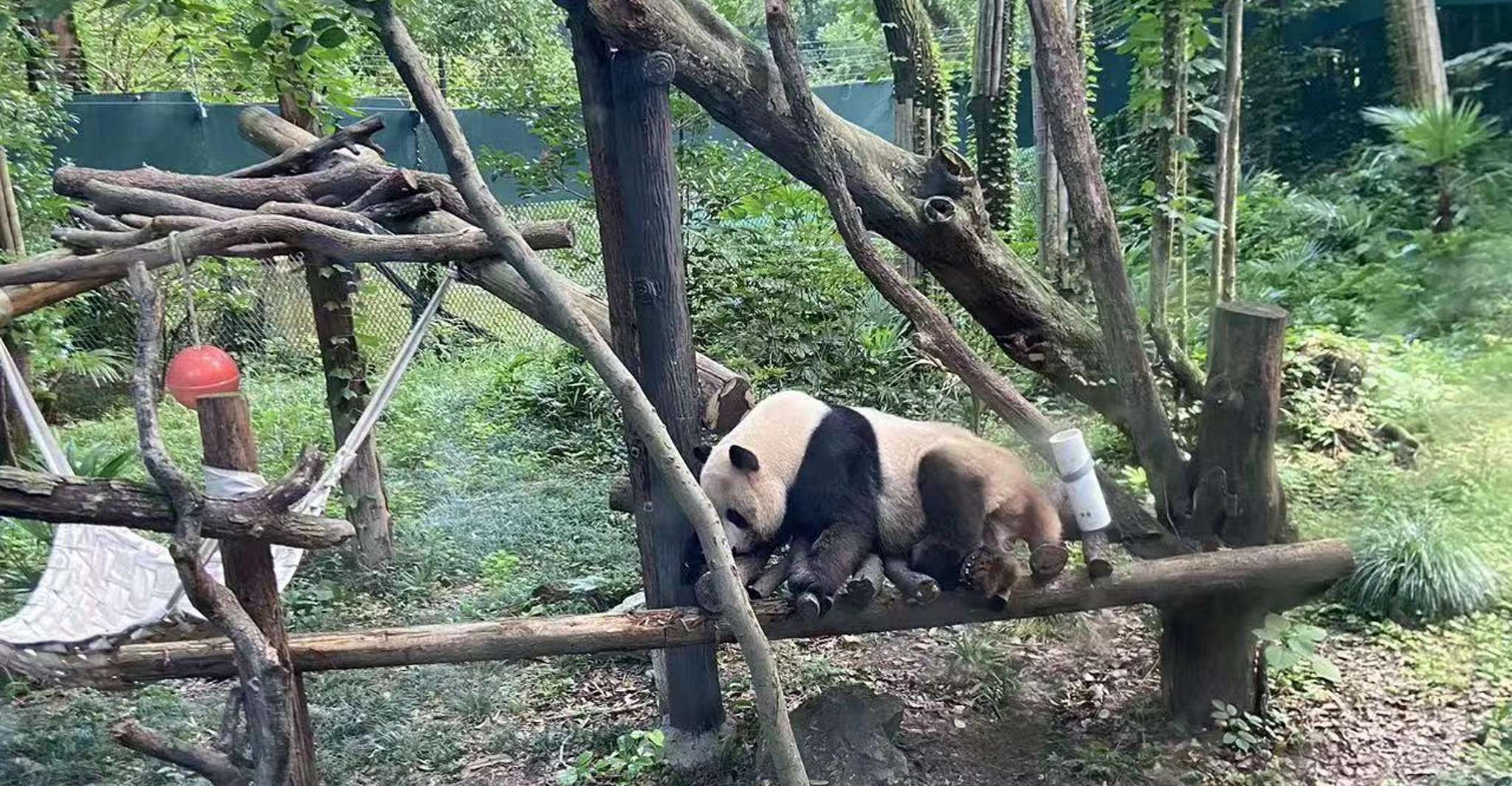 Shanghai: Zoo and Zhujiajiao Water Town Tour with Boat Ride photo 6