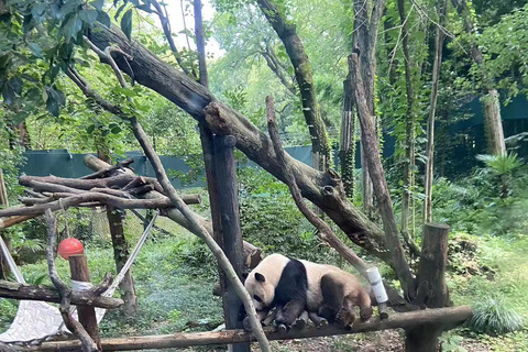 Tour Privado de la Ciudad Acuática de Zhujiajiao con el Zoo de Shanghai y el Panda