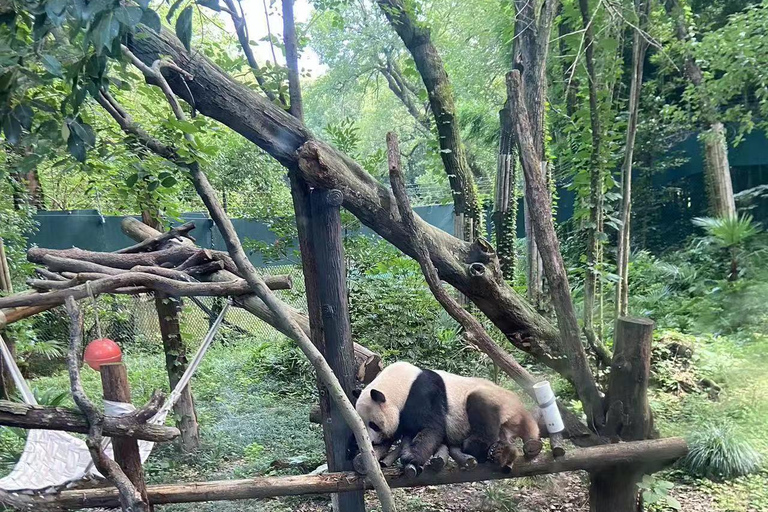 Visite privée de la ville d&#039;eau de Zhujiajiao avec le zoo et le panda de Shanghai