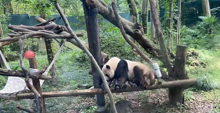 Shanghai: Zoo and Zhujiajiao Water Town Tour with Boat Ride photo 6