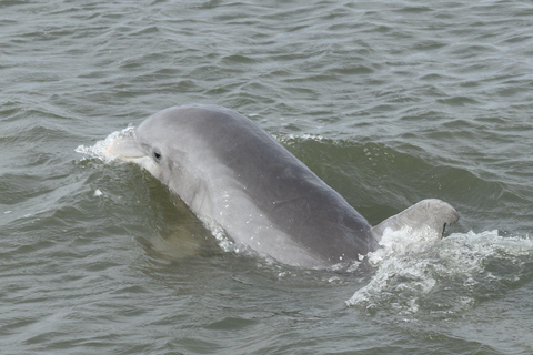 Folly Beach: Morris Island Boat Tour with Fossil Hunting