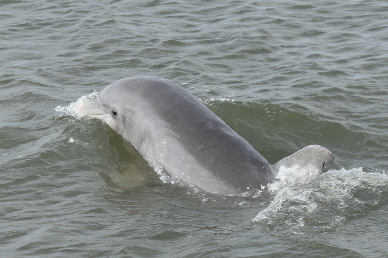 Folly Beach: Morris Island Boat Tour with Fossil Hunting