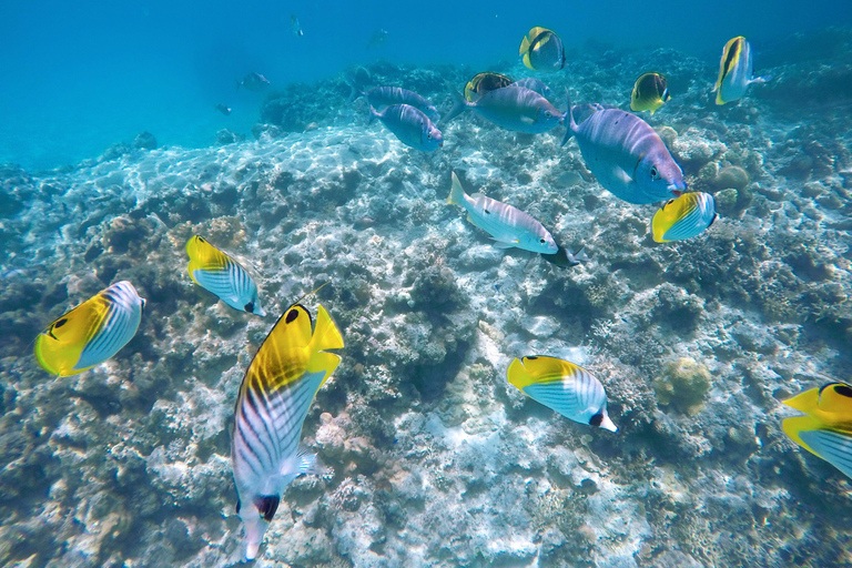 Tokashiki 1 Day 1 beach (or 2 beach with snorkeling option) 1 beach NO snorkeling