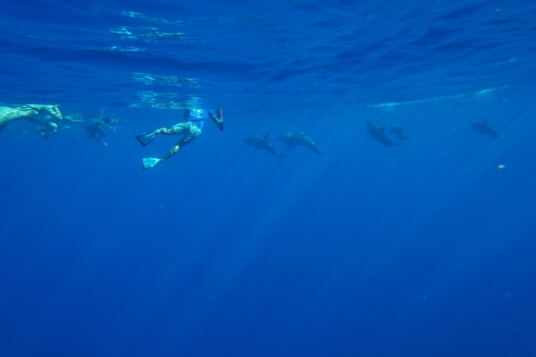 Honolulu : Dolphin Adventure Speedboat Snorkel 3 heures de plongée avec tuba11:00 - 14:00 Visite de l'après-midi, sans transport