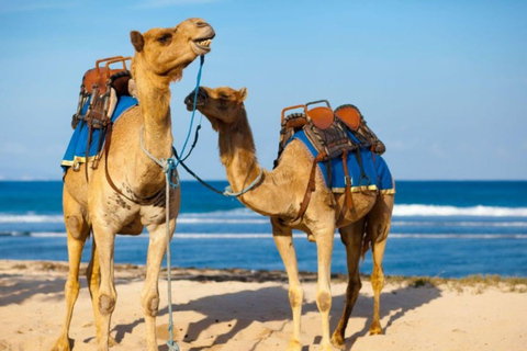 Camel ride tour in Palmerie of Marrakech Camel ride tour in Marrakech