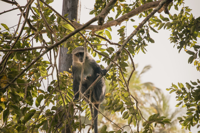 Jozani Forest Monkeys & Salaam Cave Turtles with Lunch