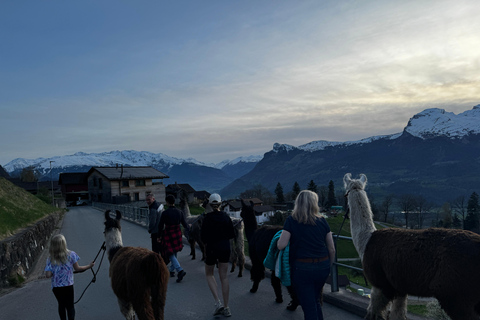 Triesenberg: Vandra med lamor i bergen