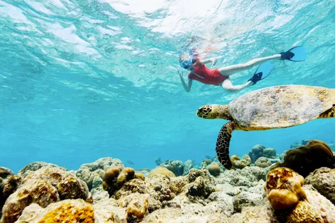 Cartagena: Rosario Oceanarium, Snorkel & Swim with Dolphins