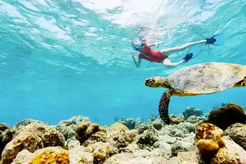 Cartagena: Oceanário de Rosário, mergulho com snorkel e nado com golfinhos