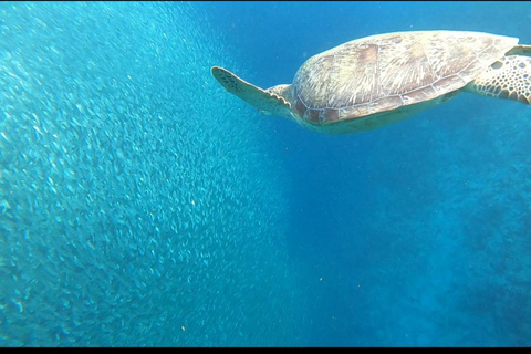 Moalboal: Island Hopping Adventure & Kawasan Falls Excursion