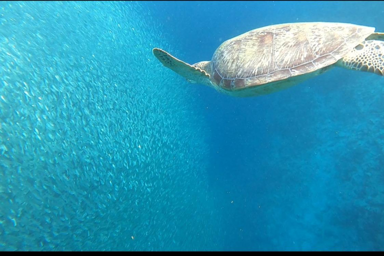 Moalboal: Island Hopping Adventure & Kawasan Falls Excursion