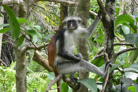 Zanzibar: Viagem de meio dia na Floresta JozaniCom embarque nos hotéis do sul