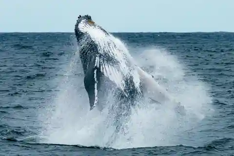 Le Cap : Circuit d'observation des baleines à Hermanus Tout compris