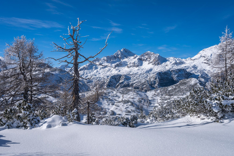 From Ljubljana/Bled: Beginner Snowshoe in Julian Alps From Bled - pickup at your accommodation