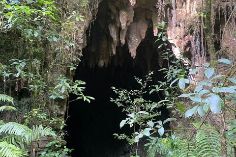 Desde Auckland Excursión Privada al Explorador de Cuevas y Luciérnagas de Waitomo