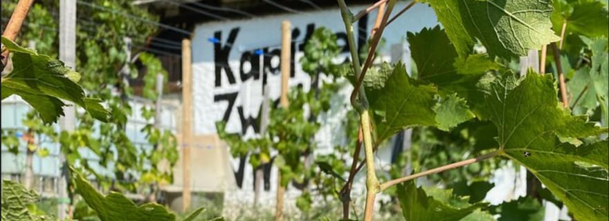 Dégustation et visite de petits vignobles biologiques avec un vigneron