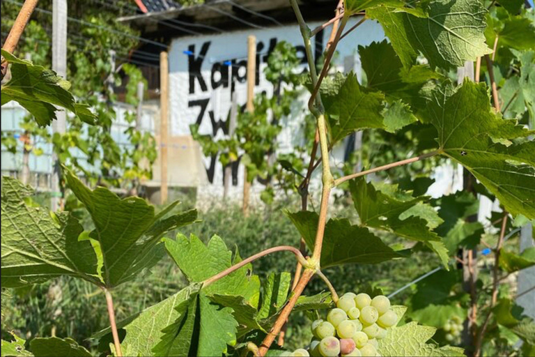 Verkostung und Besichtigung von kleinen Bio-Weingütern mit einem Winzer