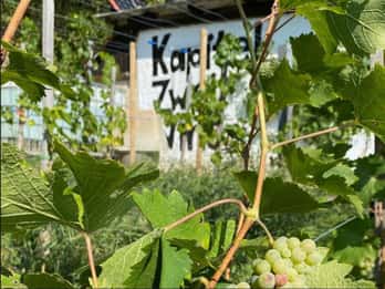Verkostung und Besichtigung von kleinen Bio-Weingütern mit einem Winzer