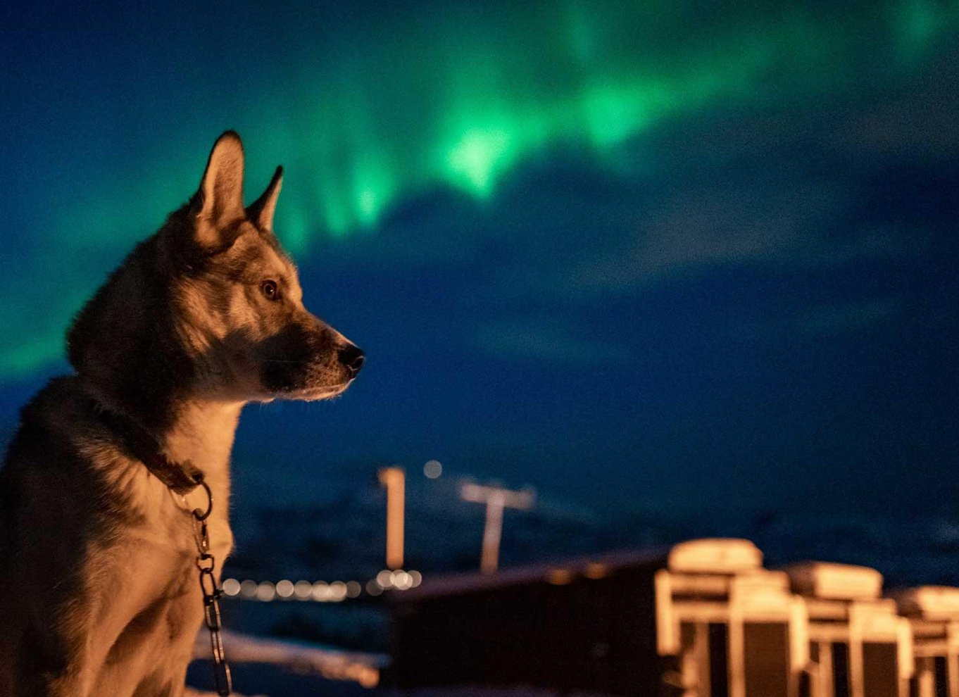 Tromsø: Nordlys Husky-besøg med traditionel middag