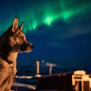 Tromsø : Aurore boréale Visite des huskys avec dîner traditionnel